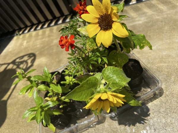 ひまわり🌻サムネイル